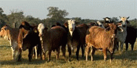20 Braford & Brahman Cross Bred Heifers... S. Central TX