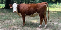 12 Reg. Line One Hereford Cows... Southwest AR