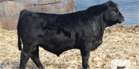 30 Reg. Hereford, Simmental & SimAngus Bulls for Sale @ Auction... W. Central MN