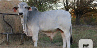 1 Reg. Brahman Bull... Northwest AL