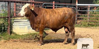 2 F1 Braford/Tigerstripe Bulls... East TX