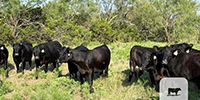 10 Angus Bred Heifers... North TX ~ BVD-PI Neg.