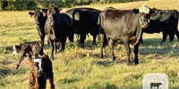 25 Angus Pairs... East TX