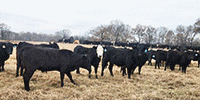 30 Angus & BWF Bred Heifers... Central AR