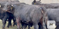 45 Brangus & Brangus Cross Rep. Heifers... Central TX