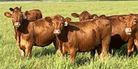 107 Red Angus Cross Rep. Heifers... Northeast LA