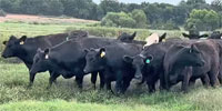 5 Angus Bred Heifers...  Central OK