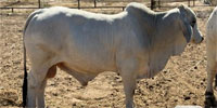 1 Reg. Brahman Bull... Central TX