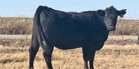 230 Angus Bred Heifers... N. Central OK