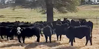 75 Brangus & UltraBlack Rep. Heifers... Northwest AR