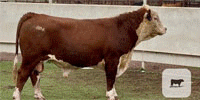 10 Hereford Bulls for Sale or Lease... Central TX