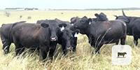 200	Angus Bred Heifers…	S. Central KS