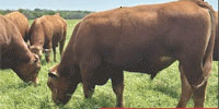 70 Reg. Full Blood Red Wagyu/Akaushi Bulls... Southwest OK