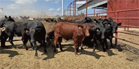80 Angus, Red Angus & Charolais Cross Bred Heifers... TX South Plains