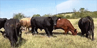 45 Black, BMF, Red, RMF, Charolais & Crossbred Cows... Central TX