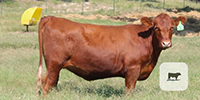 14 Red Angus Rep. Heifers... Central TX