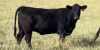 25 Angus Bred Heifers... Central OK (1)