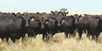 80 Angus & BWF Cows... TX Panhandle