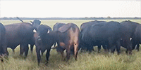 40 Brangus & Brangus Baldy Bred Heifers... Southeast TX