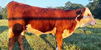 4 Reg. Hereford Rep. Heifers... Southeast TX