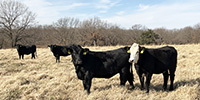 55 Angus & BWF Bred Heifers... Southwest MO