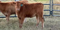 3 Reg. Akaushi Rep. Heifers... Central TX