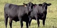 30 Angus Bred Heifers... Southwest OK ~ BVD-PI Neg.