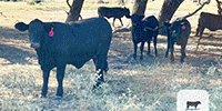 80 Angus Plus, Brangus, & BWF Rep. Heifers... Central TX