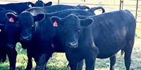 9 Angus Rep. Heifers... Central TX