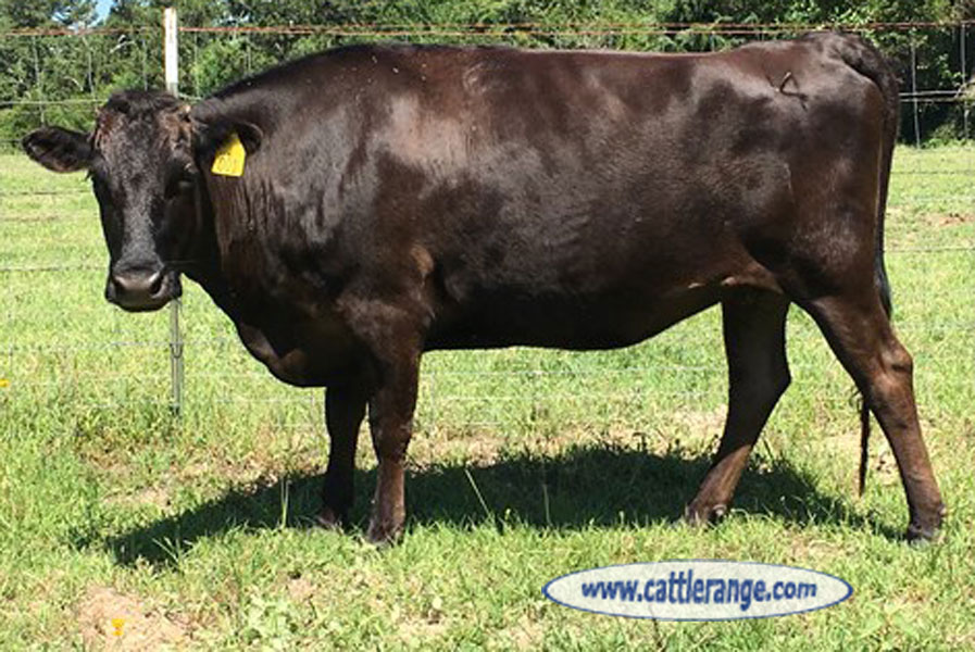 Cattle Range Listing Image
