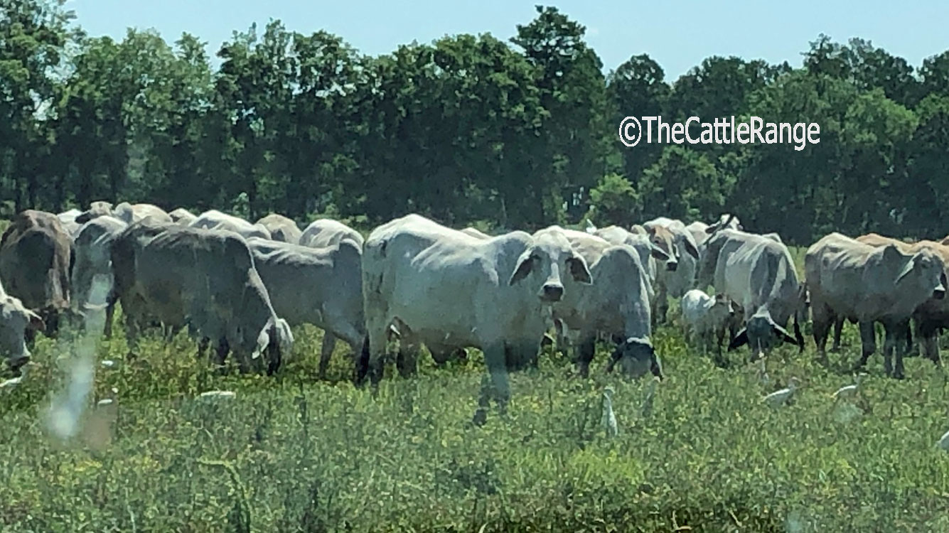 Cattle Range Listing Image