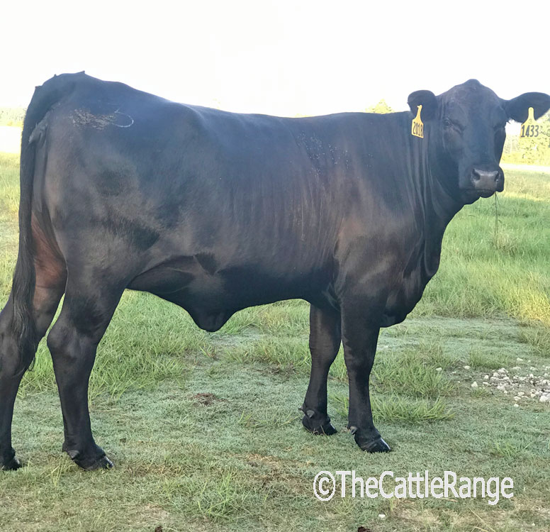 Cattle Range Listing Image