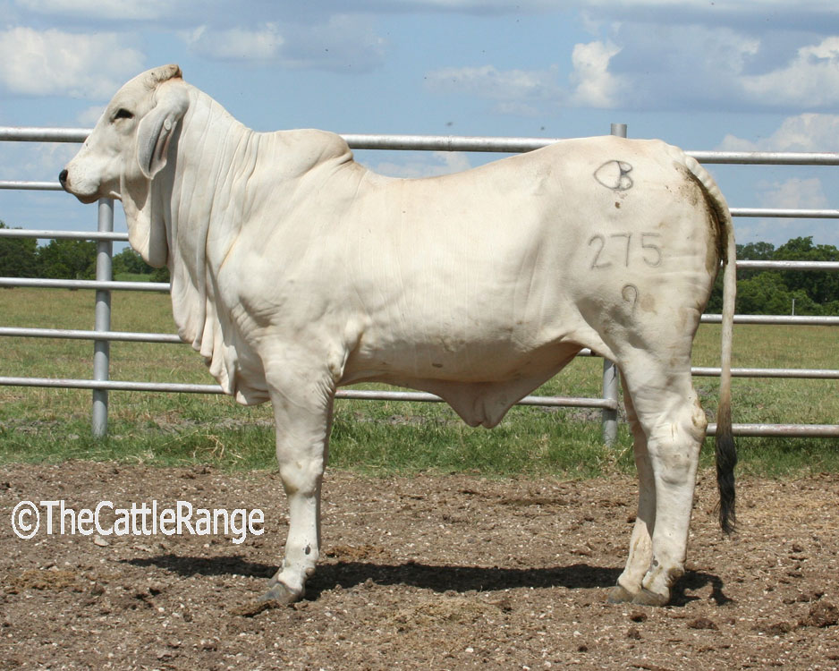 Cattle Range Listing Image