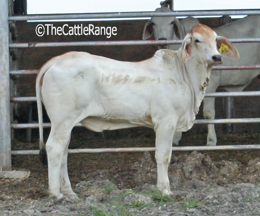 Cattle Range Listing Image