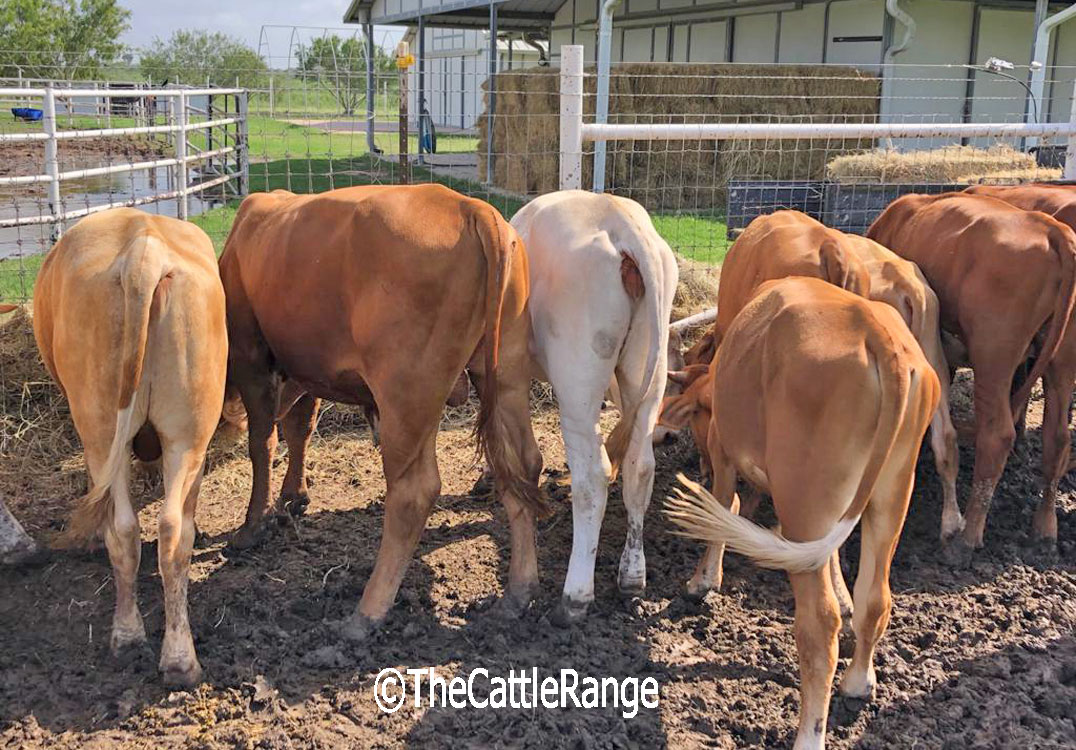 Cattle Range Listing Image