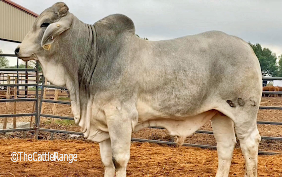 Reg. Brahman Bulls in Texas for sale on The Cattle Range