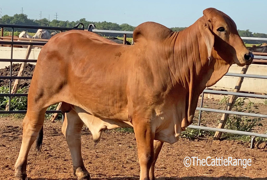 Red Brahman Bulls in Texas for sale on The Cattle Range