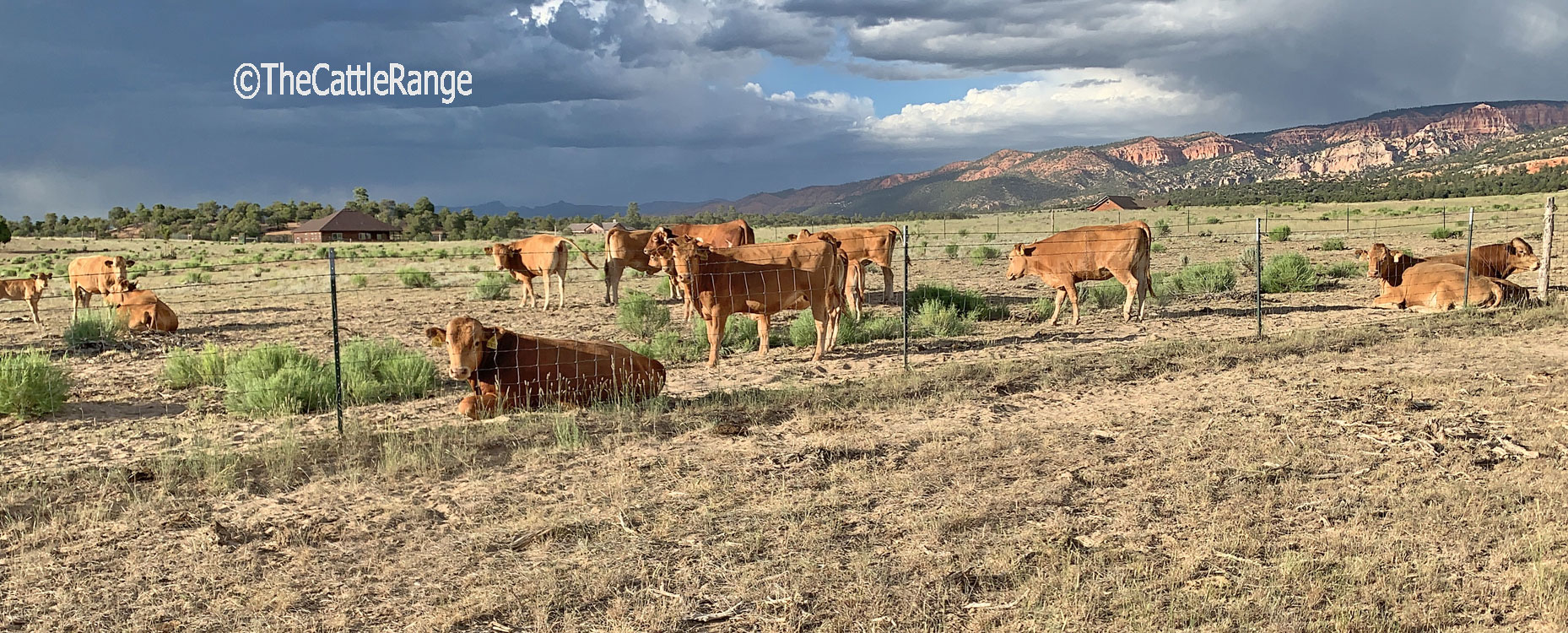 Cattle Range Listing Image