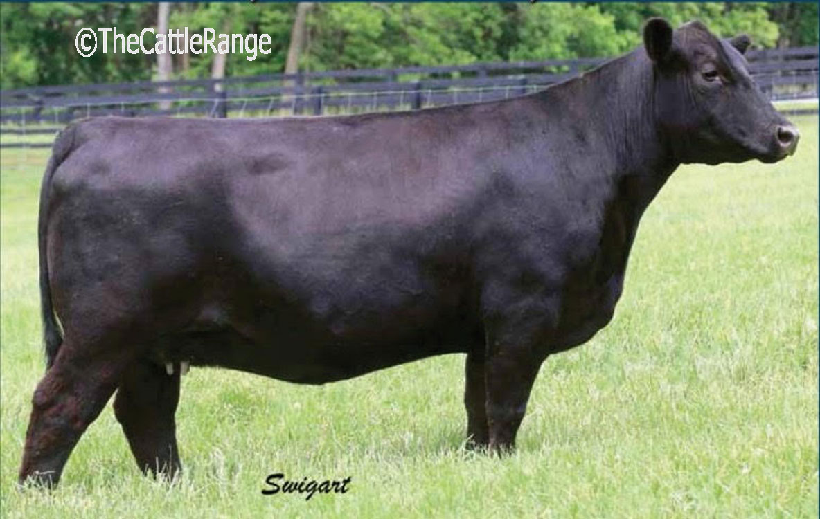 Cattle Range Listing Image