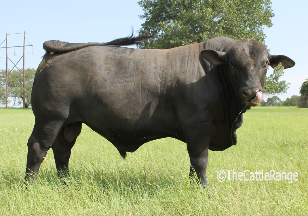 Cattle Range Listing Image