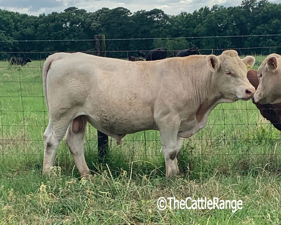 Cattle Range Listing Image
