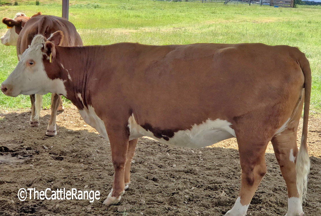 Cattle Range Listing Image