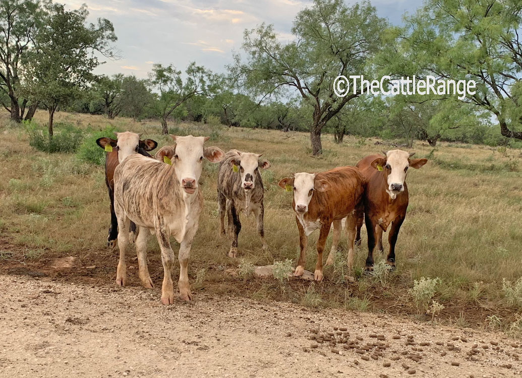 Cattle Range Listing Image