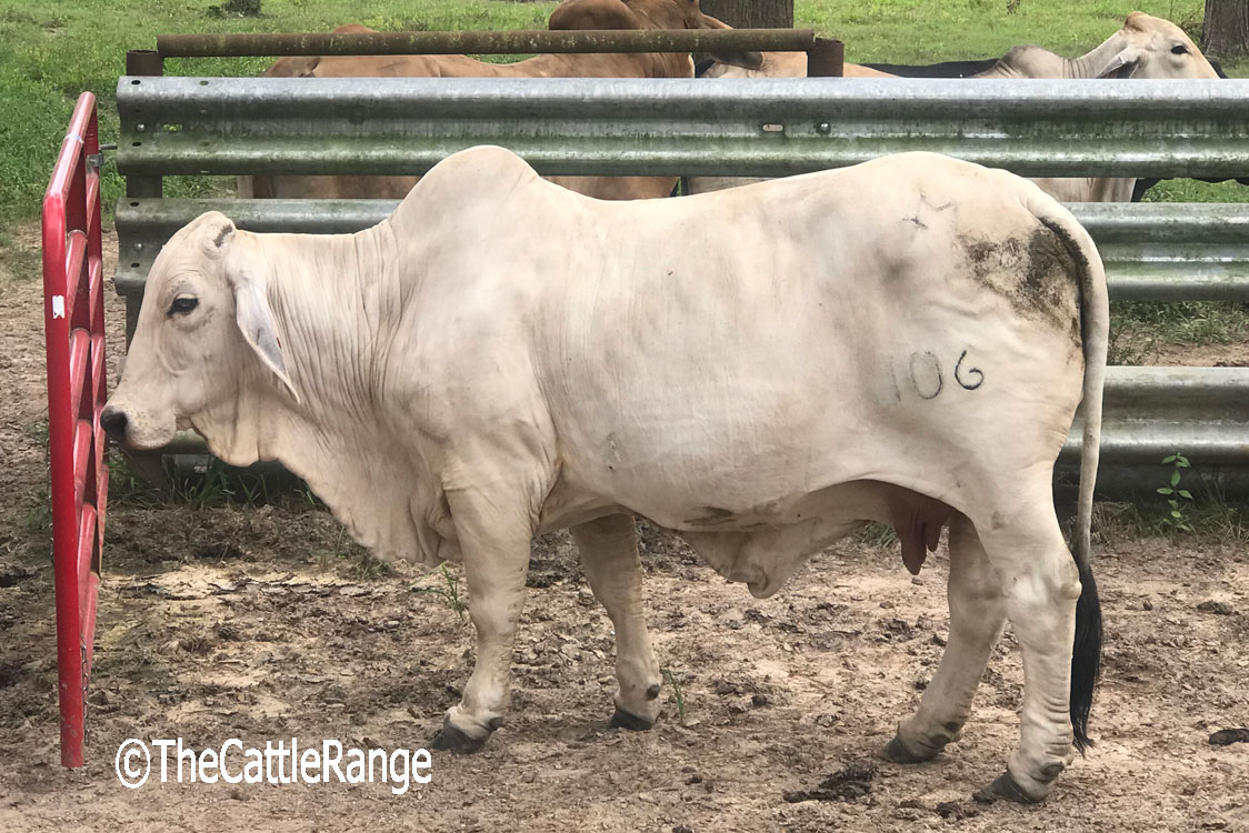 Cattle Range Listing Image