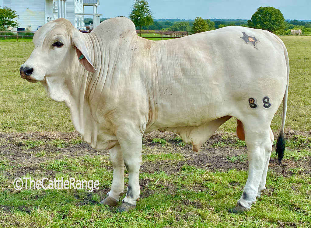 Cattle Range Listing Image