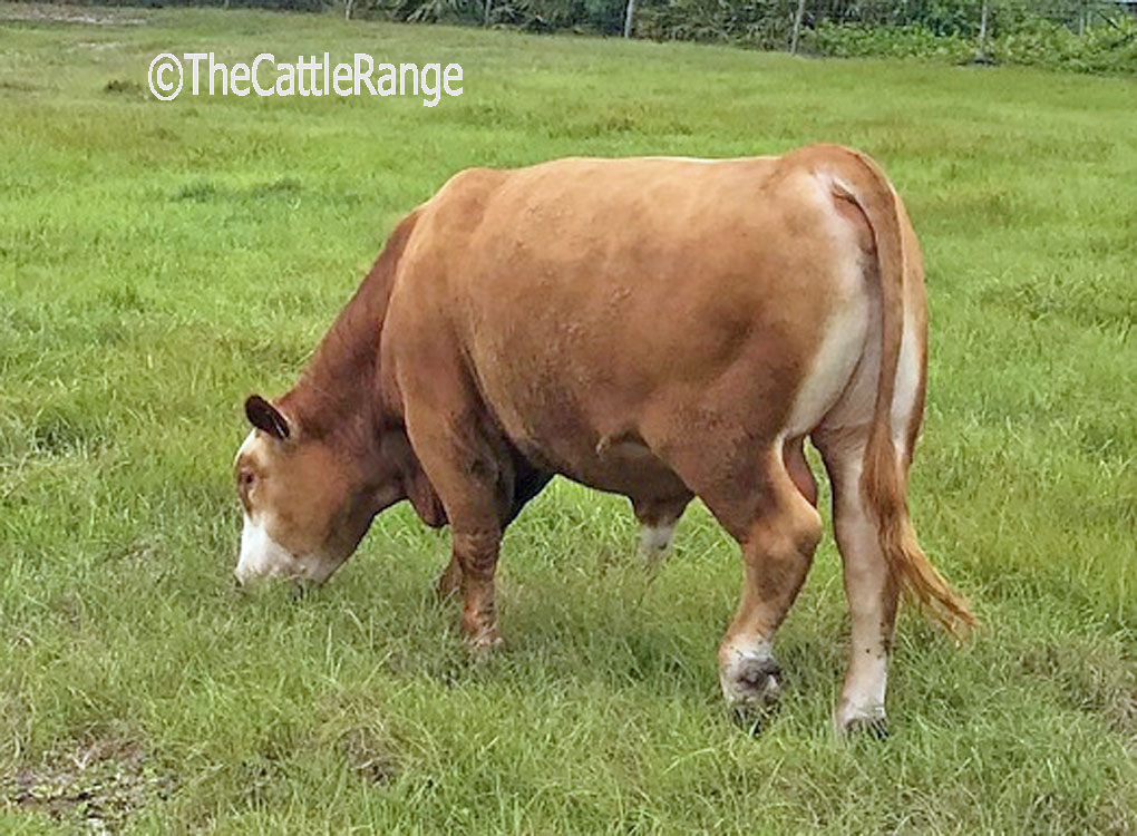  Braford Bulls in Florida for sale on The Cattle Range