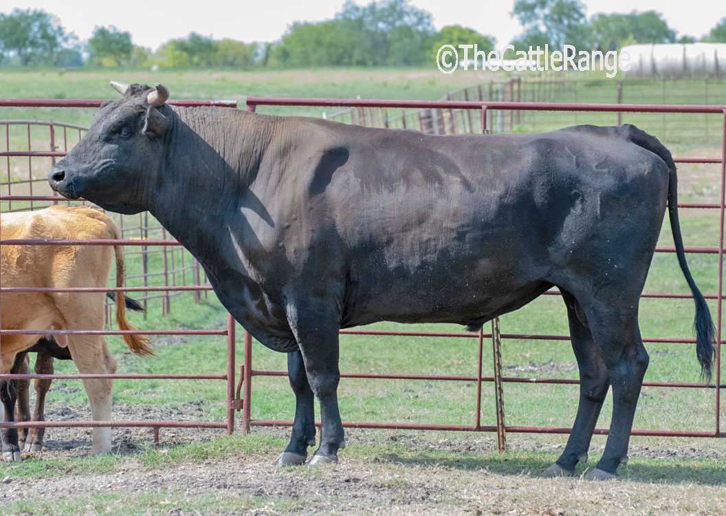 Reg. Wagyu Bull in Texas for sale on The Cattle Range
