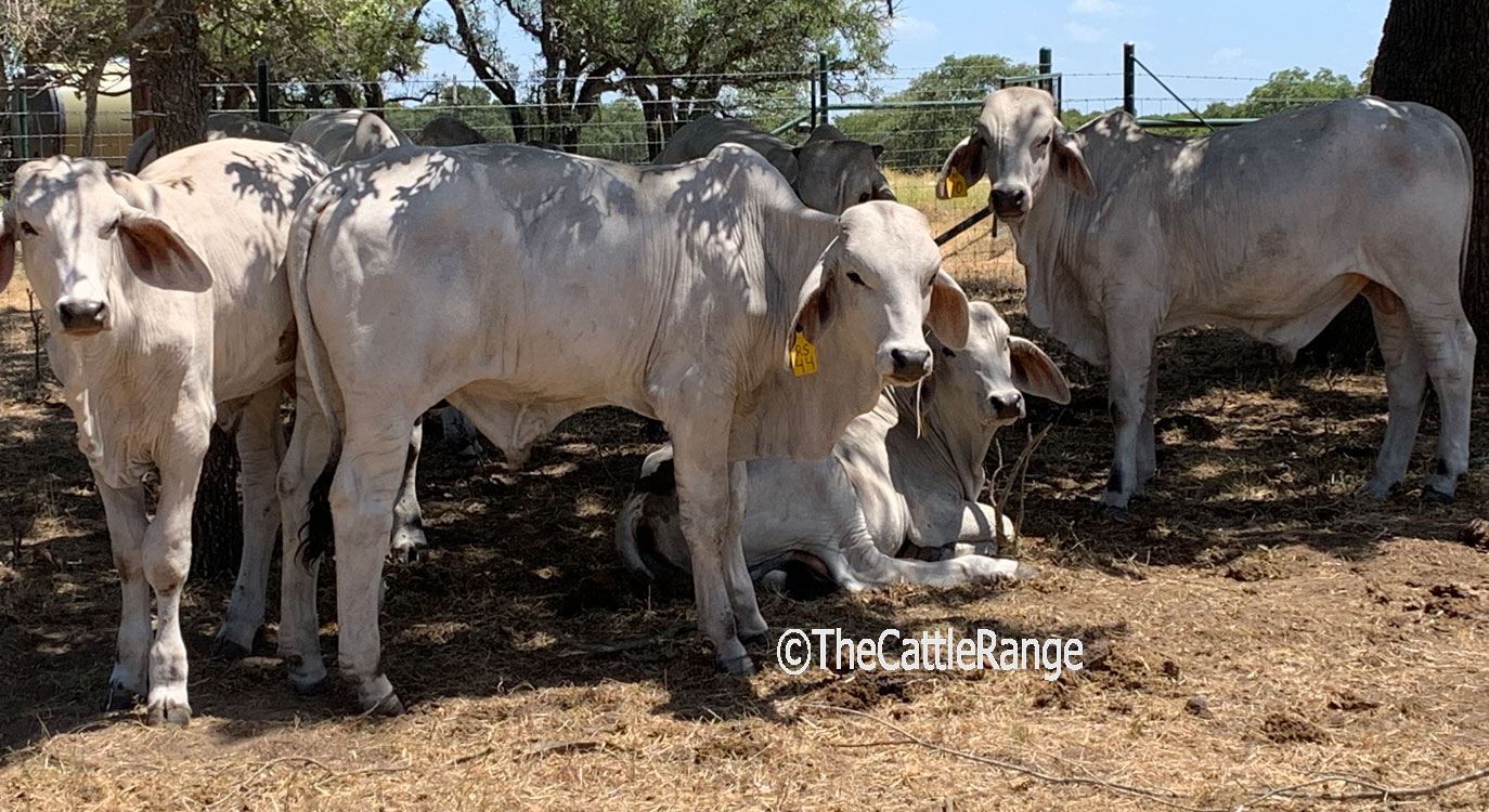 Cattle Range Listing Image