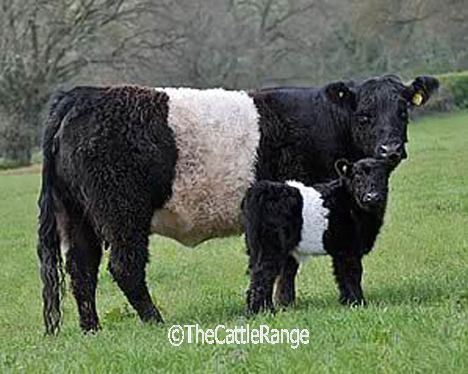 Cattle Range Listing Image