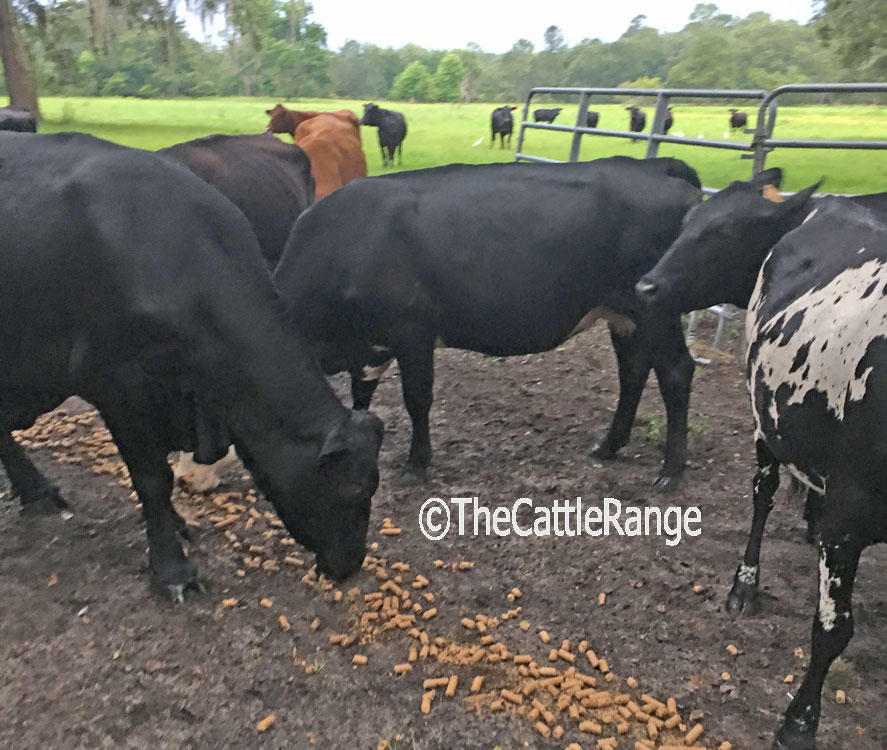 Cattle Range Listing Image